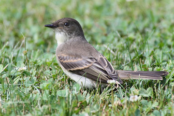 Obraz premium Eastern Phoebe (Sayornis phoebe)