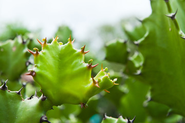 Green cactus on nature background.