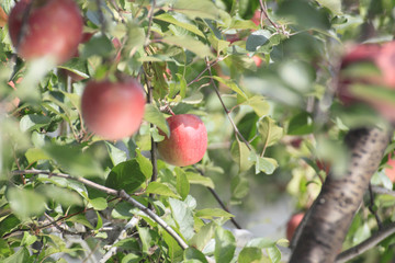 リンゴの果樹園