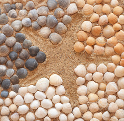 shells
