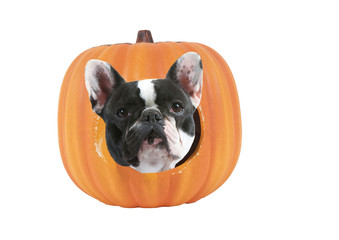 bouledogue français fêtant halloween