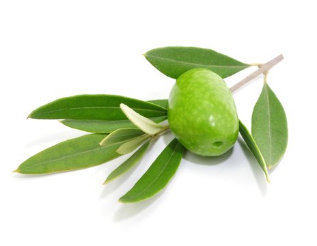 Olivenbaum, Symbol
