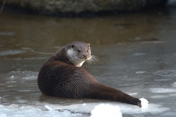 Fischotter