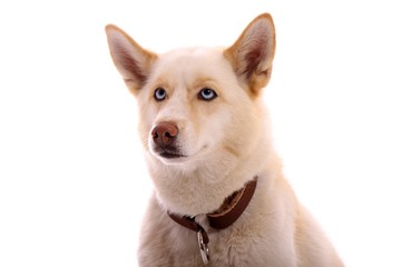 Hund Siberian Husky Portrait