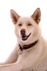 Hund Siberian Husky Portrait