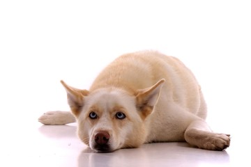 liegender Hund Siberian Husky