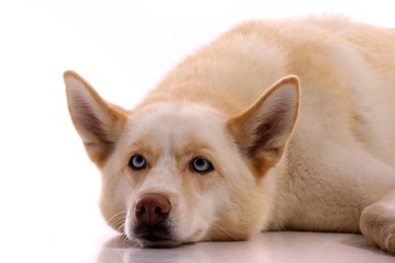 Hund Siberian Husky liegend Portrait