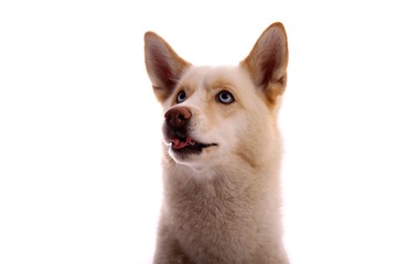 Hund Siberian Husky mit lustiger Zunge