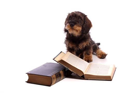 junger Hund Dackel mit Buch