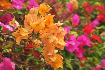 Multi-colored leaves