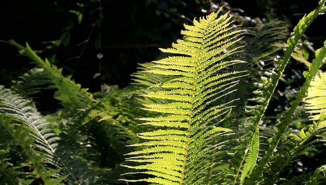Die wunderlichen Pflanzen in der Sonne