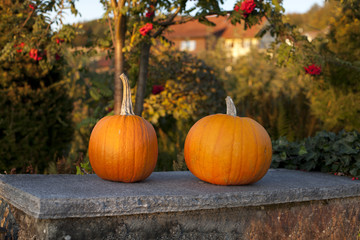 two huge pumpkins in an evening light