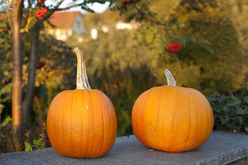 two huge pumpkins in an evening light