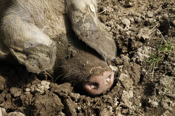 Dreckiges, glückliches Schwein
