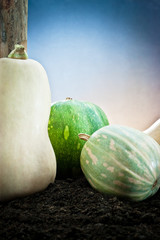 various pumpkin in the earth