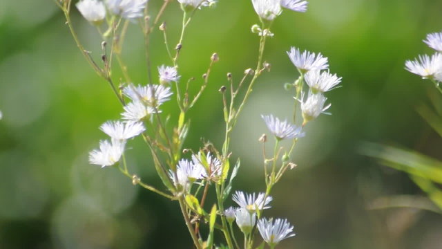 Blumen auf der Wiese