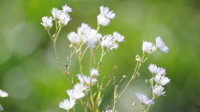 Blumen auf der Wiese
