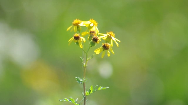 Blumen auf der Wiese