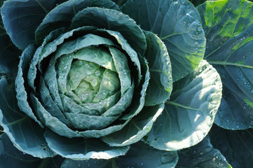 Fototapeta premium Cabbage