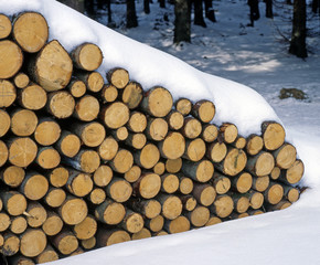 Winterholz_511694