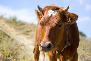 Brown cow on the meadow