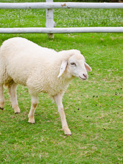 Obraz na płótnie Canvas white sheep walking in farmland