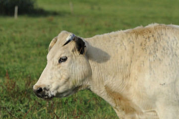 cow pastures, ardennes