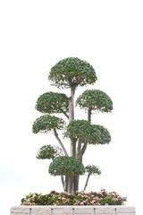 Bonsai tree isolated on white