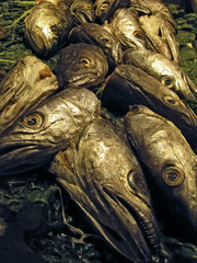 fishheads
