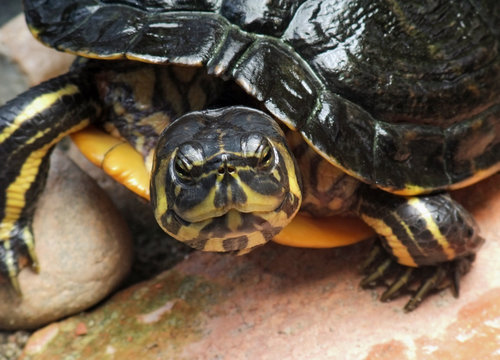 Pseudemys portrait