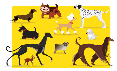 Dogs