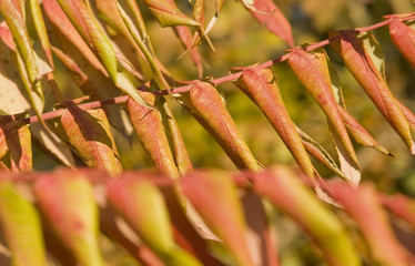 staghorn sumac leaves