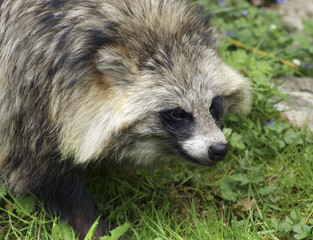 Raccoon Dog portrait