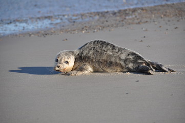 Fototapeta premium Seehund am Strand von Hvide Sande