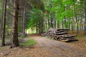 Fall foliage in a forest road.