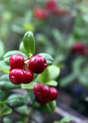 Juicy northern berry