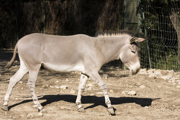 African wild ass (Equus africanus)
