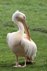 Great White Pelican