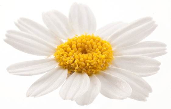 Flower of wild camomile.