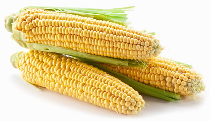 Corn on a white background