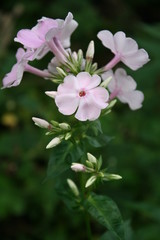 Obraz premium El´s Blumengarten 20