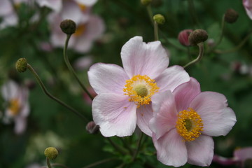 Obraz premium El´s Blumengarten 21