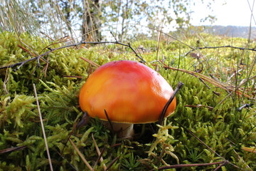 Fliegenpilz im Nationalpark Kellerwald