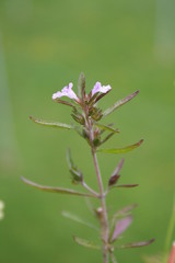 El´s Blumengarten 19