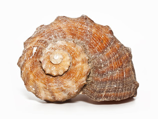 sea shell