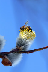 Eine Biene bei der Arbeit