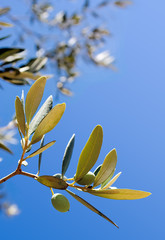 Olives Branch - with clipping path