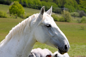 Profile of a horse