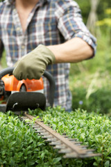 Obraz premium Man trimming hedge