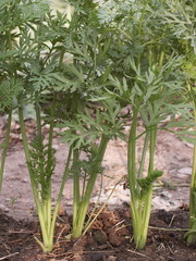 Obraz premium plants de carottes au jardin